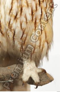 Tawny owl - Strix aluco 0007